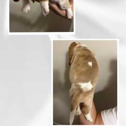 Basset Hound Puppies from Mariah Ochoa