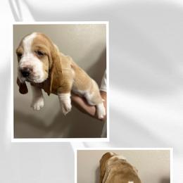 Basset Hound Puppies from Mariah Ochoa