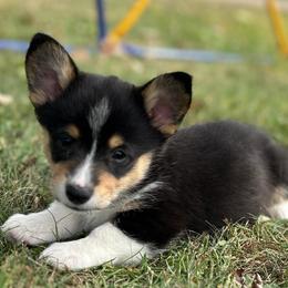 Michael - Black and tan male Pembroke Welsh Corgi puppy in Blair, Wisconsin from Sandy’s Pet Grooming and Boarding & AKC Corgis