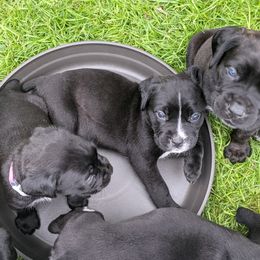 Cane Corso Puppies from Knepper Cane Corsos