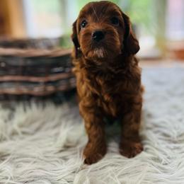Leo - Red male Cavapoo puppy in Natural Bridge, Virginia from Rockbridge Puppies
