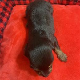 Dachshund Puppies from KW’s Doxies