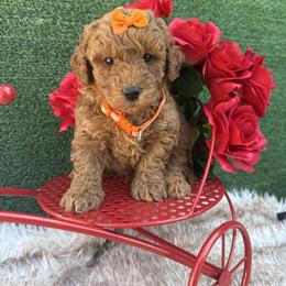River (Orange) - Red  female Goldendoodle puppy in Miami, Florida from Katy's Toy Poodles & Doodles