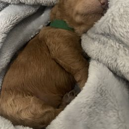 Goldendoodle Puppies from Puppy Paws
