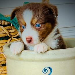 Brownie - Red tri male Miniature Australian Shepherd puppy in Liberty Hill, Texas from Stone & Sage ATX Toy & Mini Aussies
