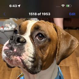Cash - Boxer