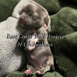 No name yet - Chocolate blue female Chihuahua puppy in Waxhaw, North Carolina from East Coast Bull Terriers N Chihuahuas