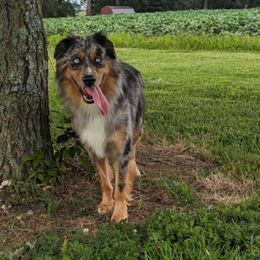 Angus - Australian Shepherd