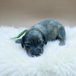 Green collar - Brindle male Dachshund puppy in Simms, Montana from Simms Ashuelot Kennel