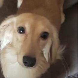 ROWDY - Dachshund