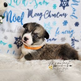 Pembroke Welsh Corgi Puppies from Arrowleaf Corgis