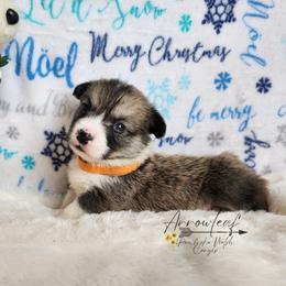 Pembroke Welsh Corgi Puppies from Arrowleaf Corgis