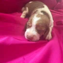 Girl 1 - Red and white female Beagle puppy in Dime Box, Texas from Kuehlers Kavaliers