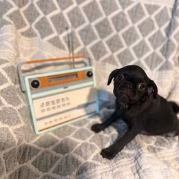 Peach - Black female Pug puppy in Smiths Station, Alabama from Magnolia Pugs
