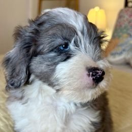Boy 2 - Sable male Aussiedoodle puppy in Scottsboro, Alabama from Lisa’s Curly Puppies
