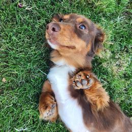 Millie Mae - Dachshund