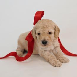 Eminem - Cream male Goldendoodle puppy in Pleasant Grove, Utah from Canterbury Canines