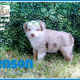 Benson - Red merle male Miniature Australian Shepherd puppy in Madisonville, Texas from Flying LL Aussies