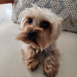 Larry - Yorkshire Terrier