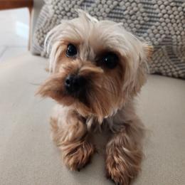 Larry - Yorkshire Terrier