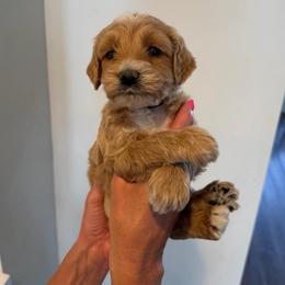 Grasshopper (Hopper) - Cream male Goldendoodle puppy in Payson, Utah from Country Sky Doodles