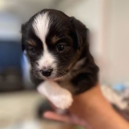 Miniature Australian Shepherd Puppies from Little Sooner Aussies