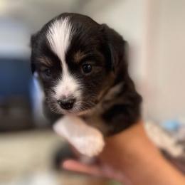 Miniature Australian Shepherd Puppies from Little Sooner Aussies
