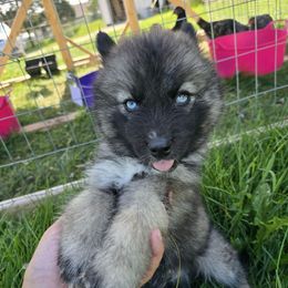 Leroy Brown - Agouti and white male Siberian Husky puppy in Addison, Michigan from Gray Run Siberian Huskies