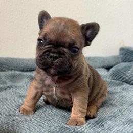 Gunner - Fawn male French Bulldog puppy in Redway, California from Lost Coast French Bulldogs