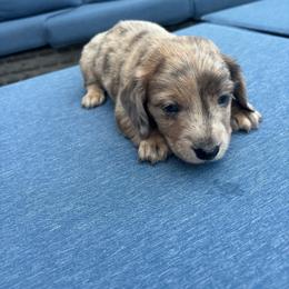 Felix - Chocolate and cream male Dachshund puppy in New Iberia, Louisiana from Finleys Babies
