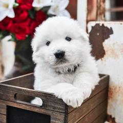 Border Collie, Bordoodle, and Maremma Sheepdog Puppies from 2J 2K Border Collies
