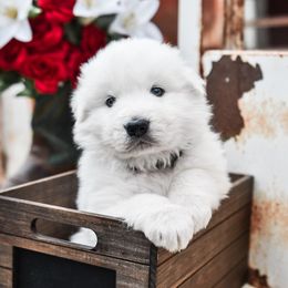 Border Collie, Bordoodle, and Maremma Sheepdog Puppies from 2J 2K Border Collies