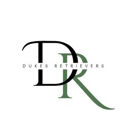 Labrador Retriever puppies from Dukes Retirevers