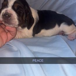 Peace - Black and white female Basset Hound puppy in Letcher, Kentucky from Hackers Appalachian Basset Hounds