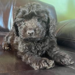 Cockapoo and Poodle Puppies from Kathy Maize