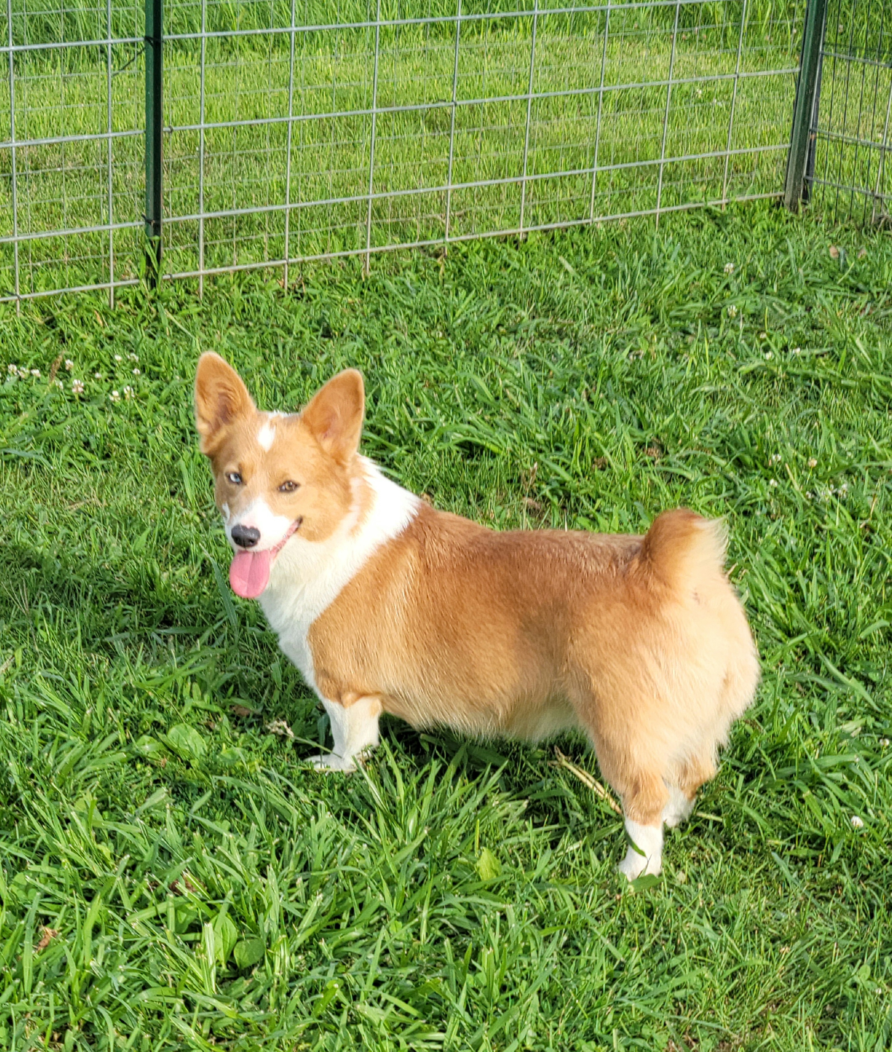 Paisley - Pembroke Welsh Corgi