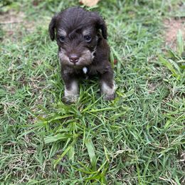 Miniature Schnauzer Puppies from Booms baby