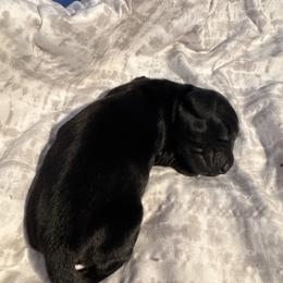 Solid black male - Black and tan male Dachshund puppy in Mc Donough, Georgia from Doxie Gang