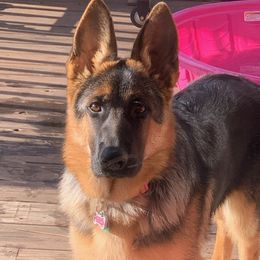 German Shepherds and Pembroke Welsh Corgis from Snowpine Ranch