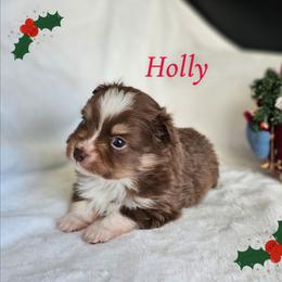 Holly - Red tri female Toy Australian Shepherd puppy in Pickens, South Carolina from Reflections of Star Crest Kennel