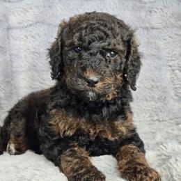 Sable girl - Sable female Poodle puppy in Bauxite, Arkansas from Mountain Ridge Poodles