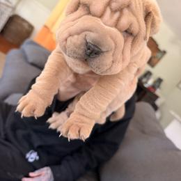 Chinese Shar-Pei Puppies from Morgan's Chinese Shar-Pei