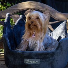 Rascal - Yorkshire Terrier