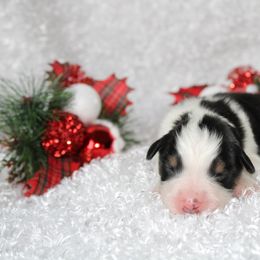 Miniature American Shepherd Puppies from Lone Pine Miniature American Shepherds