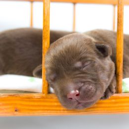 Labrador Retriever Puppies from Whiskey River Labradors