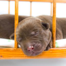 Labrador Retriever Puppies from Whiskey River Labradors