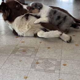 Australian Shepherd Puppies from Hartzland Farm