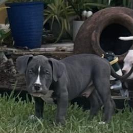 American Bully Puppies from King Bane's Bullies