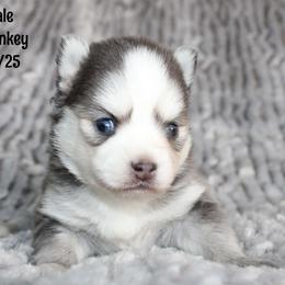 Potato - Gray and white male Pomsky puppy in Centerville, Iowa from LJ Kennels Pomskies, LLC