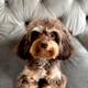 Rolo